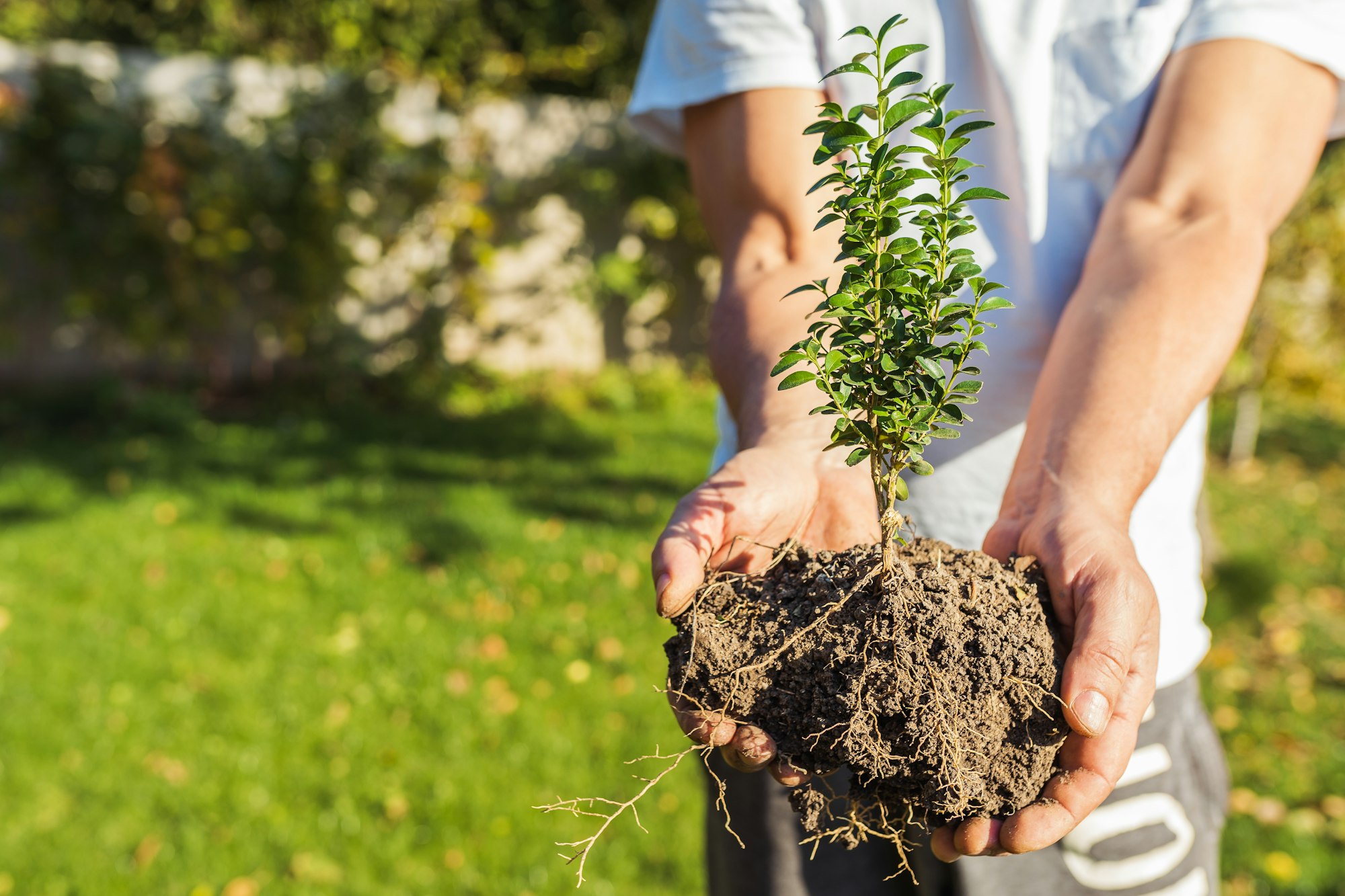 Plant growing farm for garden landscaping